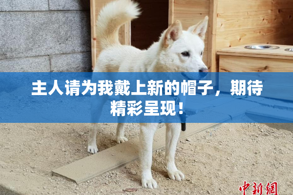 主人请为我戴上新的帽子，期待精彩呈现！