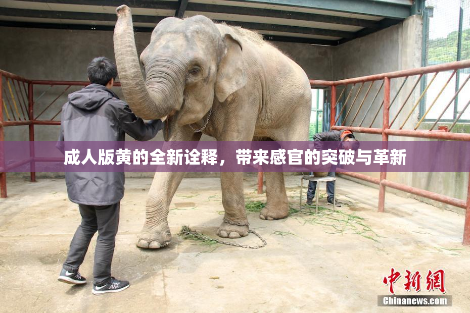 成人版黄的全新诠释，带来感官的突破与革新
