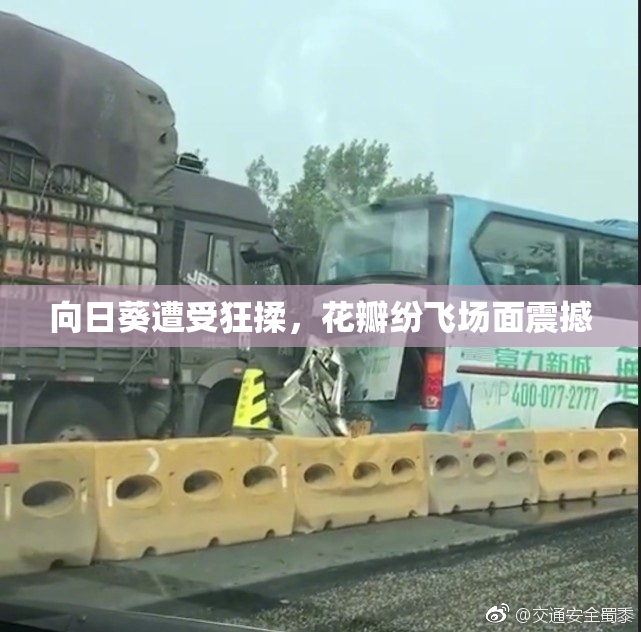 向日葵遭受狂揉，花瓣纷飞场面震撼