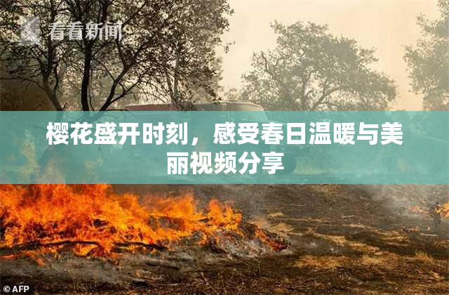 樱花盛开时刻，感受春日温暖与美丽视频分享