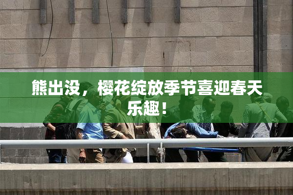 熊出没，樱花绽放季节喜迎春天乐趣！