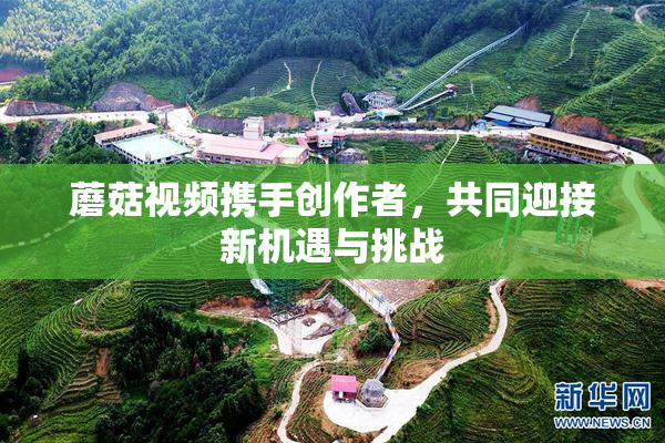蘑菇视频携手创作者，共同迎接新机遇与挑战