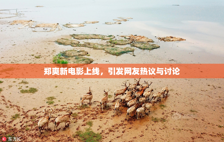 郑爽新电影上线，引发网友热议与讨论