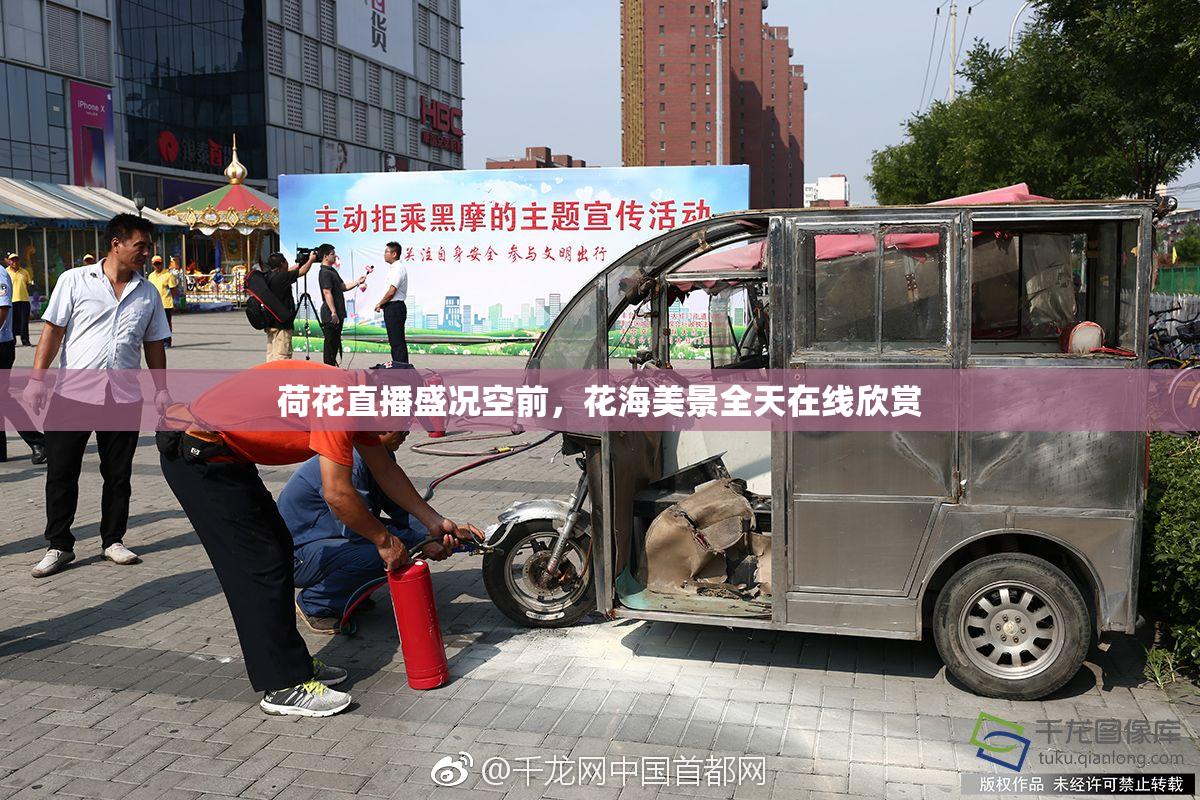 荷花直播盛况空前，花海美景全天在线欣赏