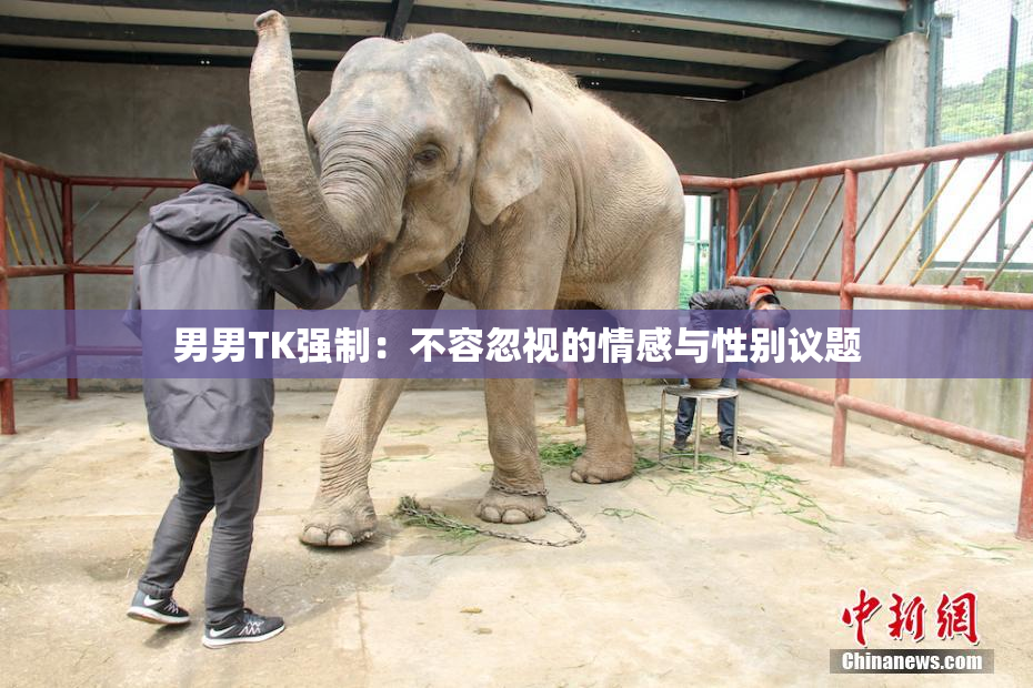 男男TK强制：不容忽视的情感与性别议题
