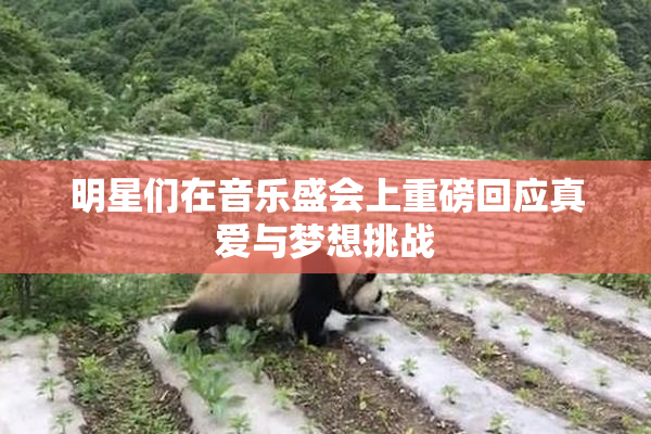 明星们在音乐盛会上重磅回应真爱与梦想挑战