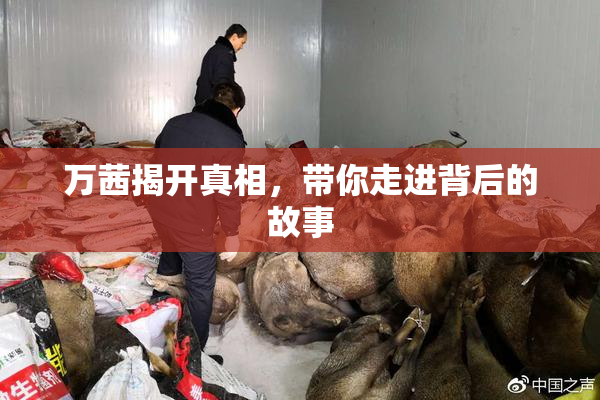 万茜揭开真相，带你走进背后的故事