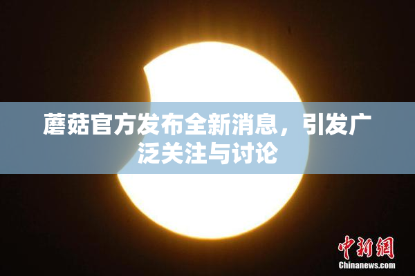 蘑菇官方发布全新消息，引发广泛关注与讨论