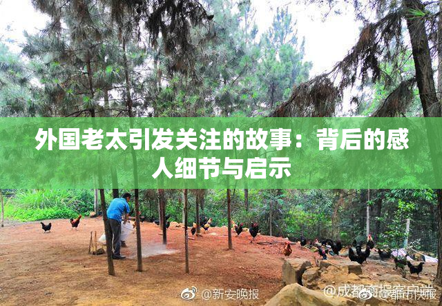 外国老太引发关注的故事：背后的感人细节与启示