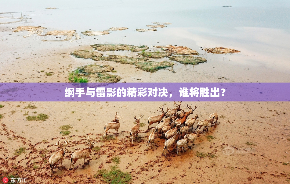 纲手与雷影的精彩对决，谁将胜出？