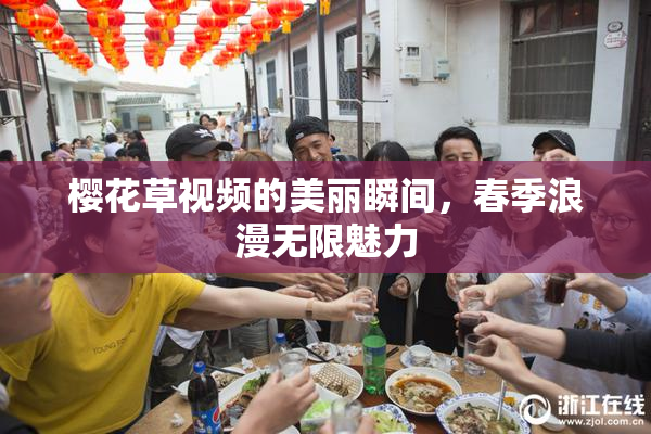 樱花草视频的美丽瞬间，春季浪漫无限魅力