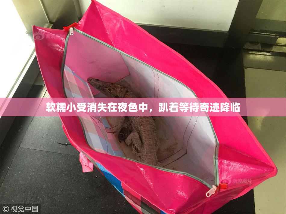 软糯小受消失在夜色中，趴着等待奇迹降临