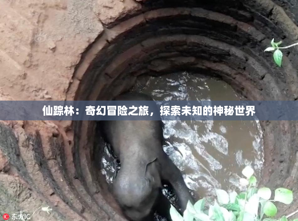 仙踪林：奇幻冒险之旅，探索未知的神秘世界