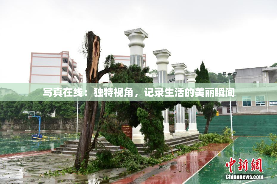 写真在线：独特视角，记录生活的美丽瞬间