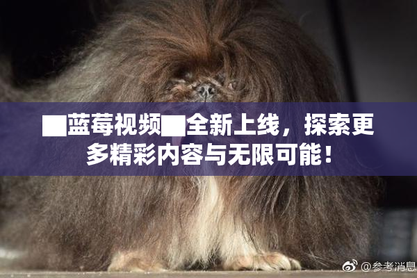 ▇蓝莓视频▇全新上线，探索更多精彩内容与无限可能！