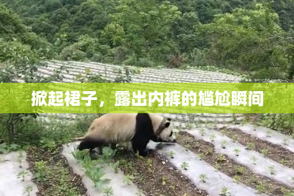 掀起裙子，露出内裤的尴尬瞬间