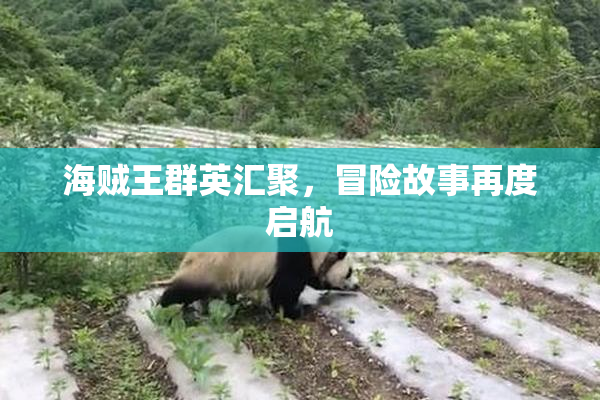 海贼王群英汇聚，冒险故事再度启航
