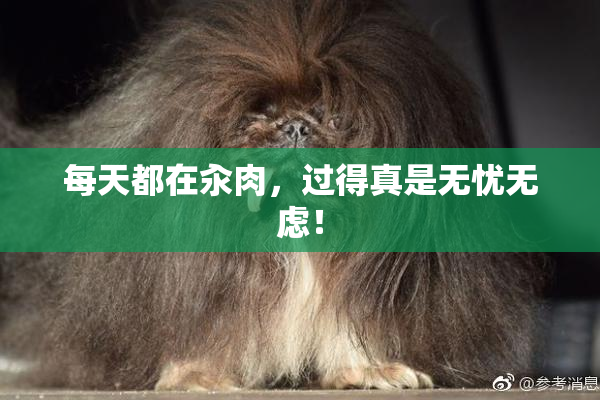 每天都在汆肉，过得真是无忧无虑！