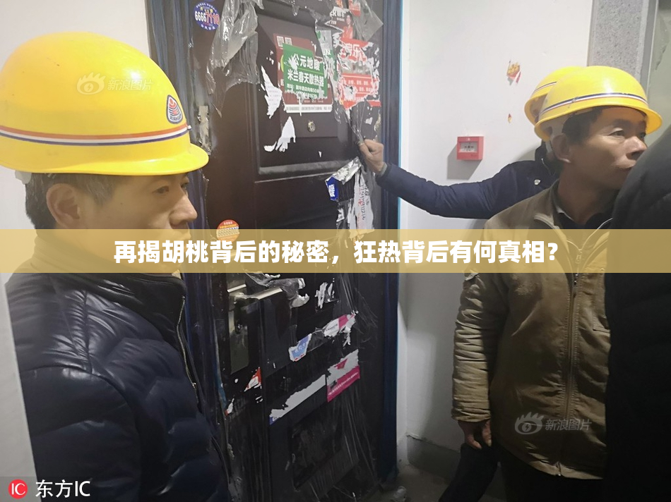 再揭胡桃背后的秘密，狂热背后有何真相？