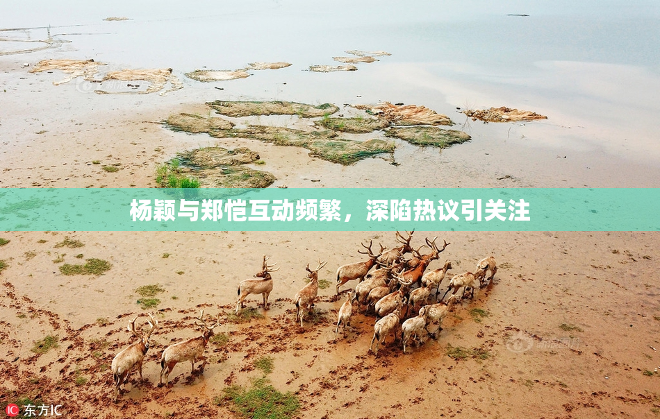 杨颖与郑恺互动频繁，深陷热议引关注