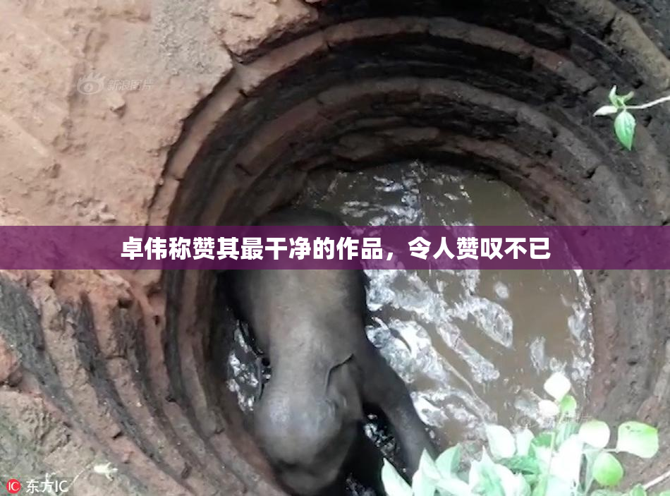 卓伟称赞其最干净的作品，令人赞叹不已