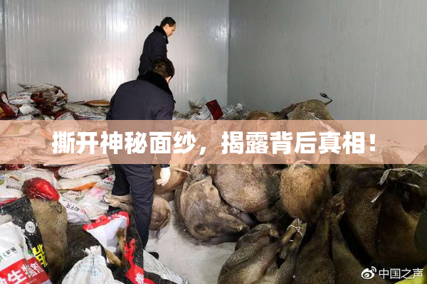 撕开神秘面纱，揭露背后真相！