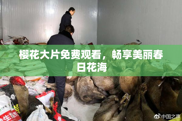 樱花大片免费观看，畅享美丽春日花海
