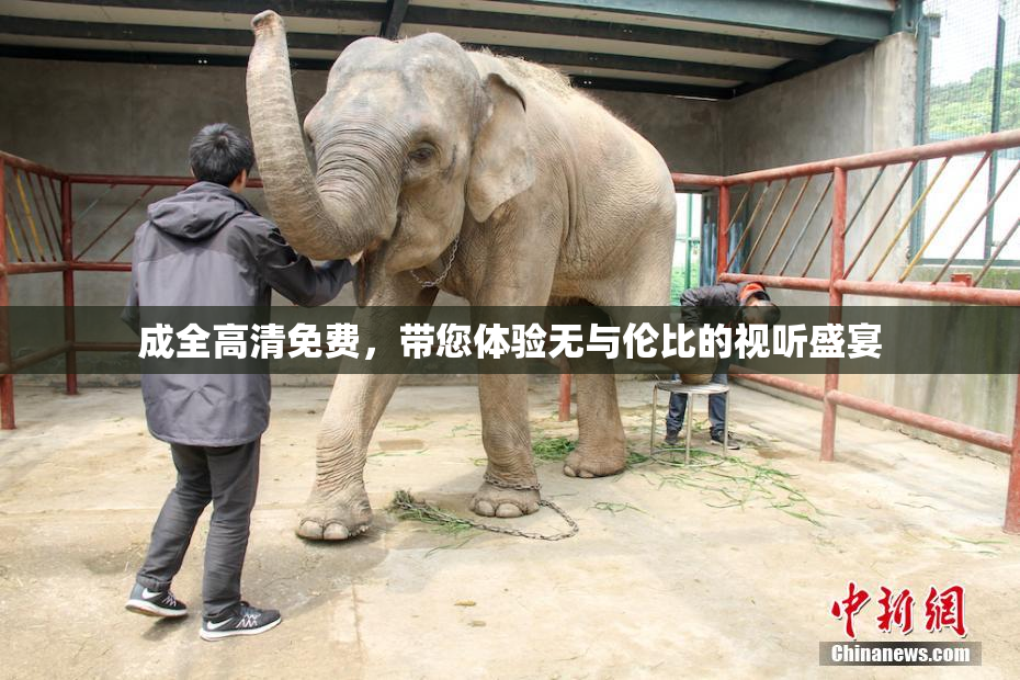 成全高清免费，带您体验无与伦比的视听盛宴