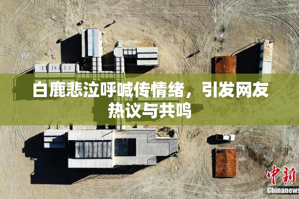 白鹿悲泣呼喊传情绪，引发网友热议与共鸣