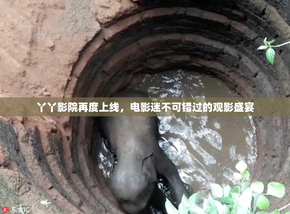 丫丫影院再度上线，电影迷不可错过的观影盛宴