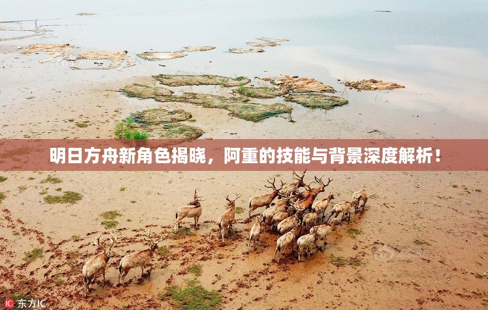 明日方舟新角色揭晓，阿重的技能与背景深度解析！