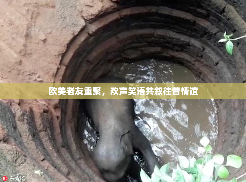 欧美老友重聚，欢声笑语共叙往昔情谊