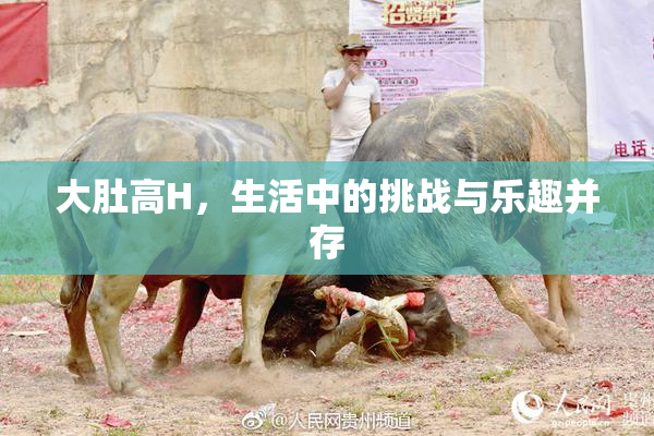 大肚高H，生活中的挑战与乐趣并存