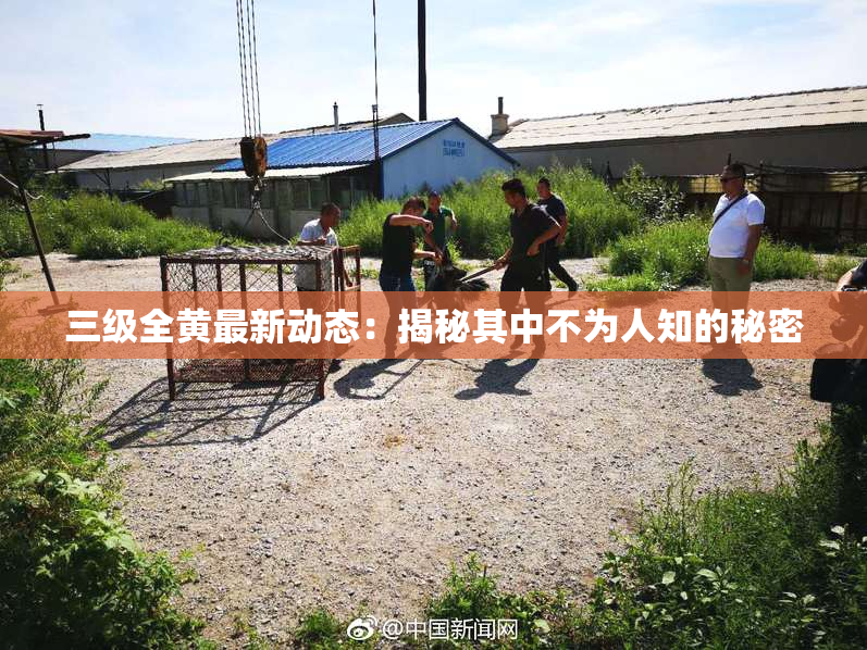 三级全黄最新动态：揭秘其中不为人知的秘密