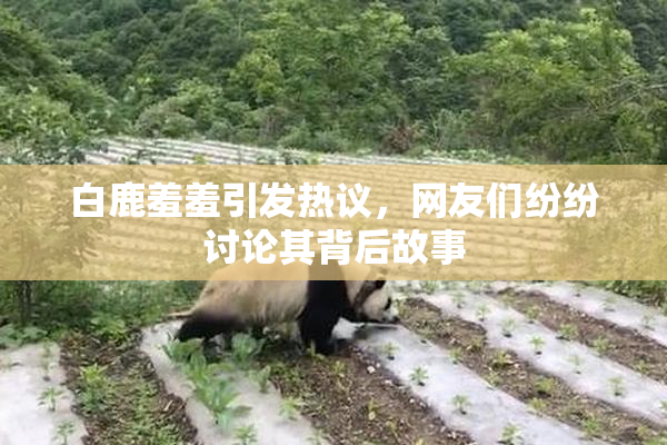 白鹿羞羞引发热议，网友们纷纷讨论其背后故事