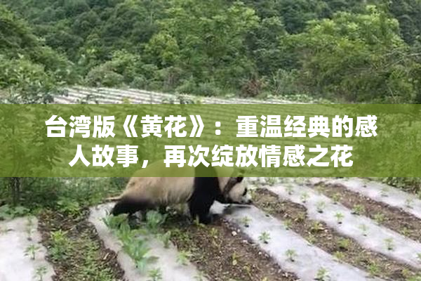 台湾版《黄花》：重温经典的感人故事，再次绽放情感之花