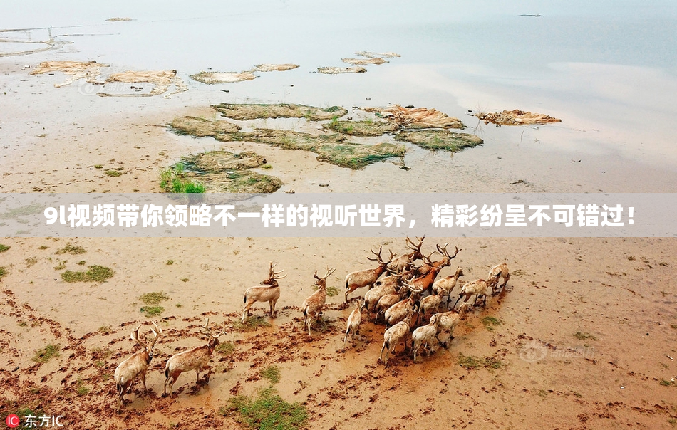 9l视频带你领略不一样的视听世界，精彩纷呈不可错过！