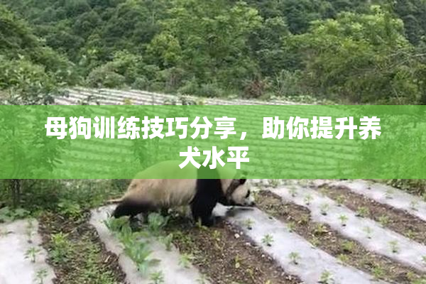 母狗训练技巧分享，助你提升养犬水平