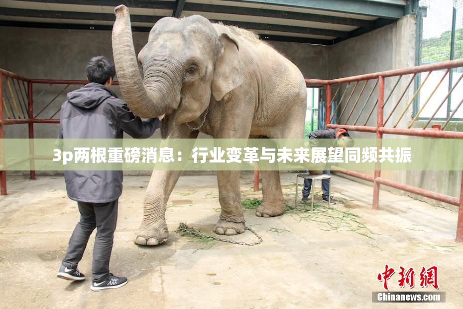 3p两根重磅消息：行业变革与未来展望同频共振
