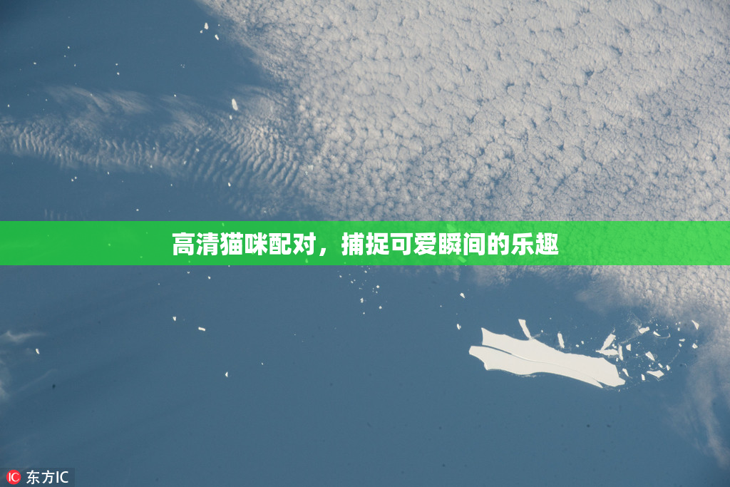 高清猫咪配对，捕捉可爱瞬间的乐趣
