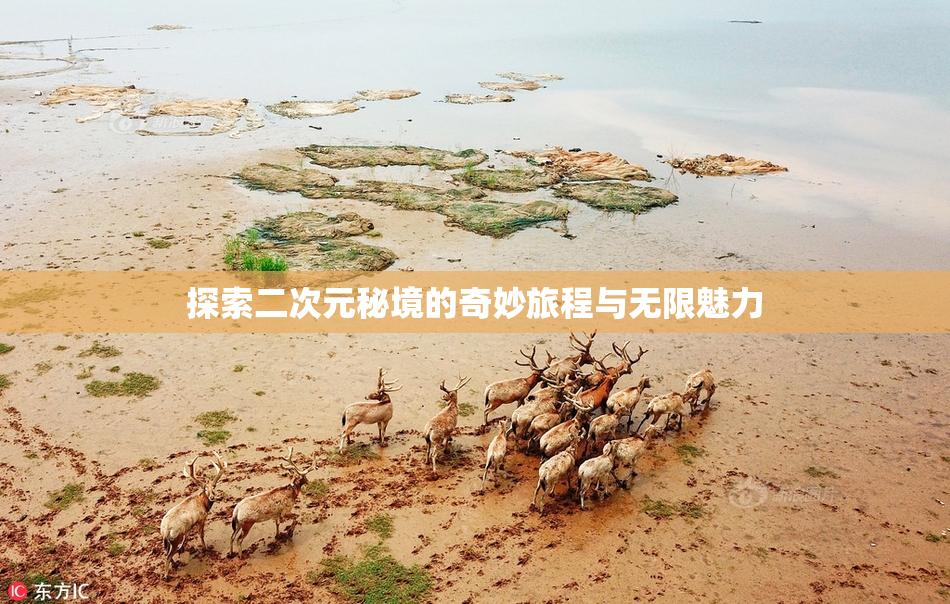 探索二次元秘境的奇妙旅程与无限魅力
