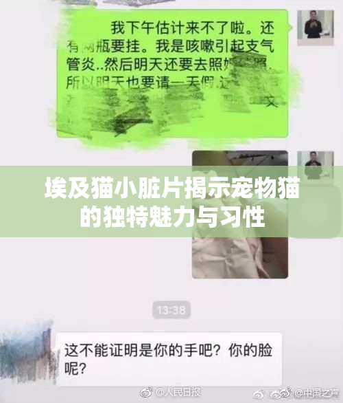 埃及猫小脏片揭示宠物猫的独特魅力与习性