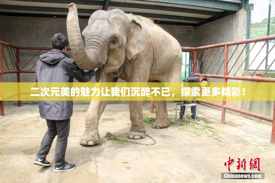 二次元美的魅力让我们沉醉不已，探索更多精彩！