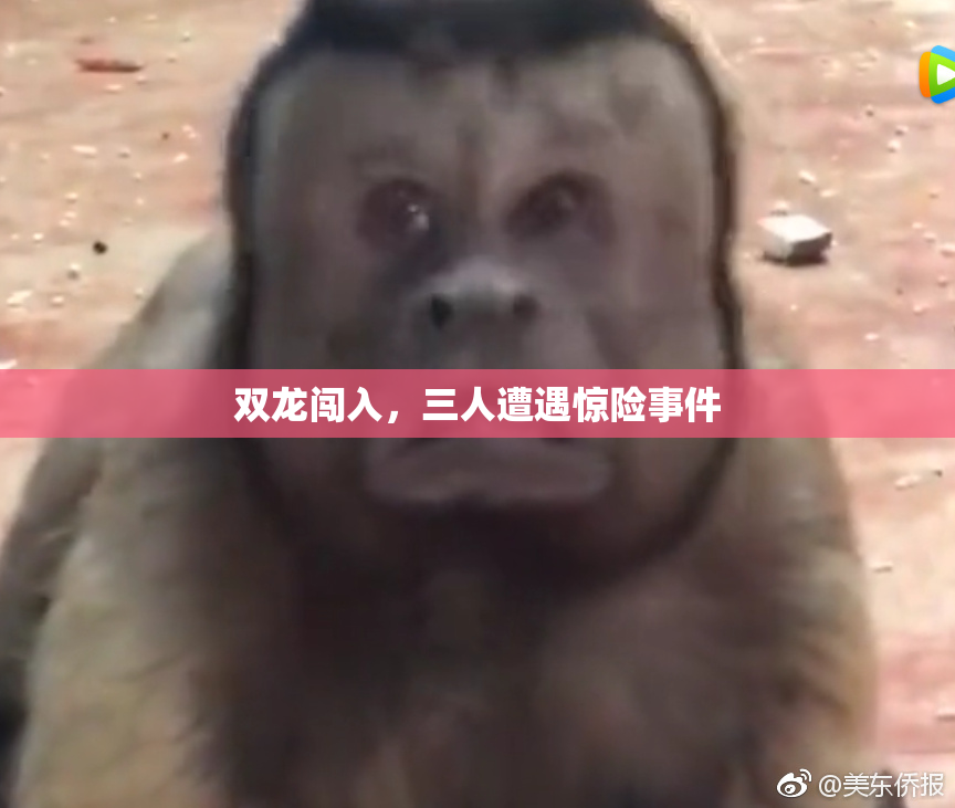 双龙闯入，三人遭遇惊险事件