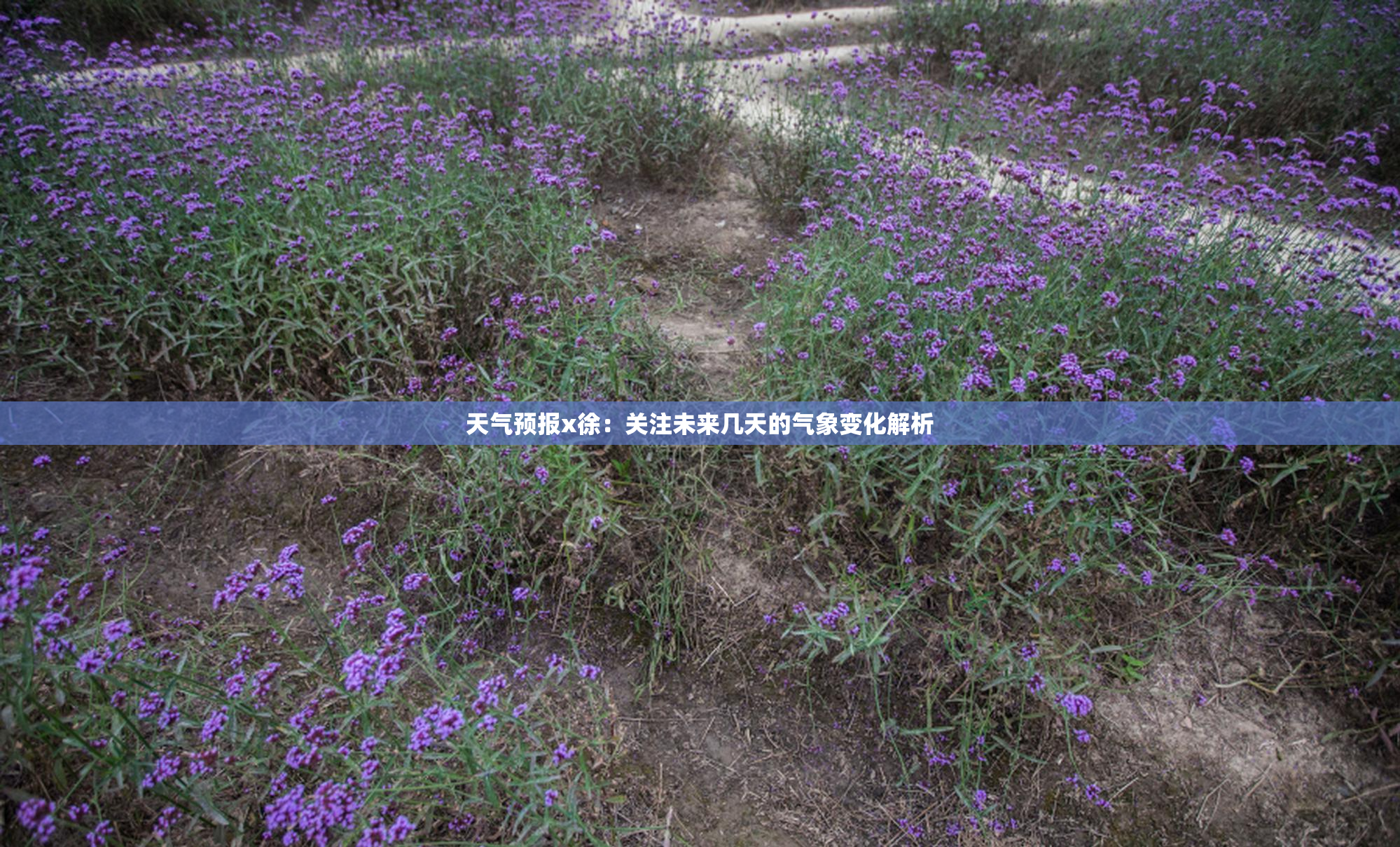 天气预报x徐：关注未来几天的气象变化解析