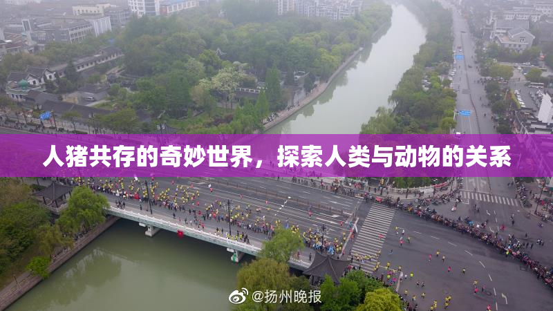 人猪共存的奇妙世界，探索人类与动物的关系