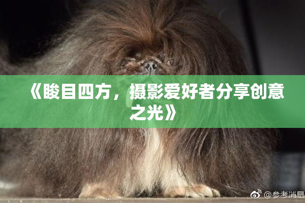 《睃目四方，摄影爱好者分享创意之光》