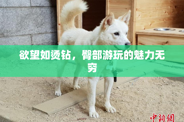 欲望如烫钻，臀部游玩的魅力无穷