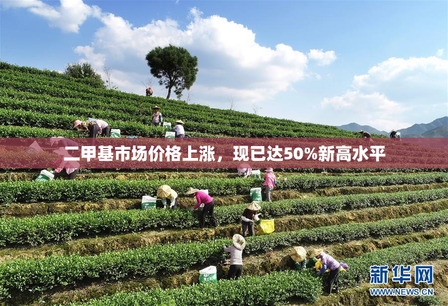 二甲基市场价格上涨，现已达50%新高水平