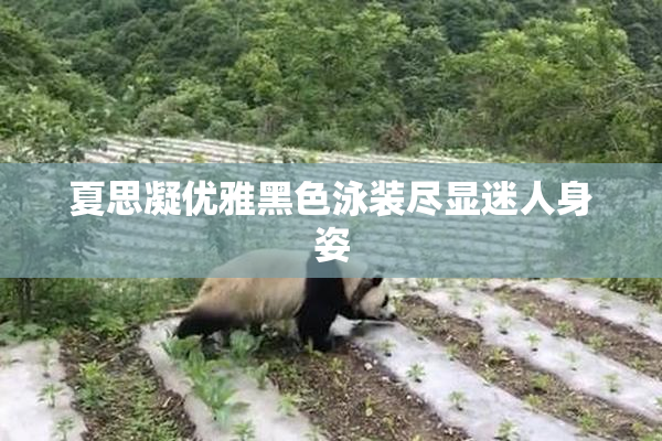 夏思凝优雅黑色泳装尽显迷人身姿